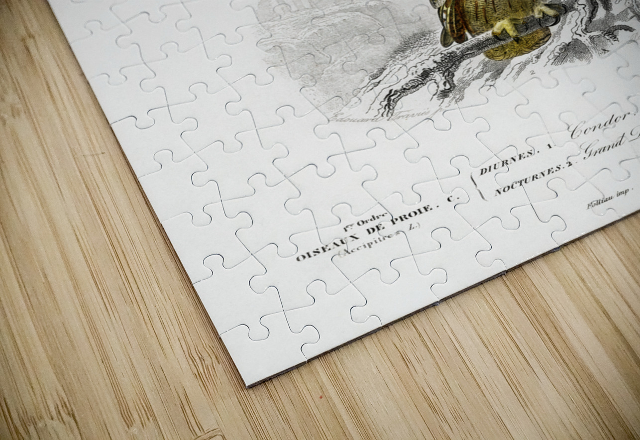 European Hedgehog Erinaceus Europaeus and Common Treeshrew Tupaia Glis IStockHistory com Puzzle