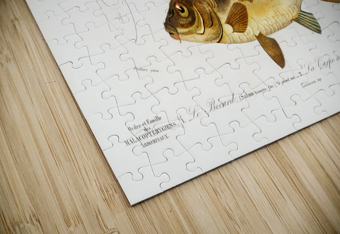 Salmo Hamatus and Cyprinus Carpio IStockHistory com Puzzle