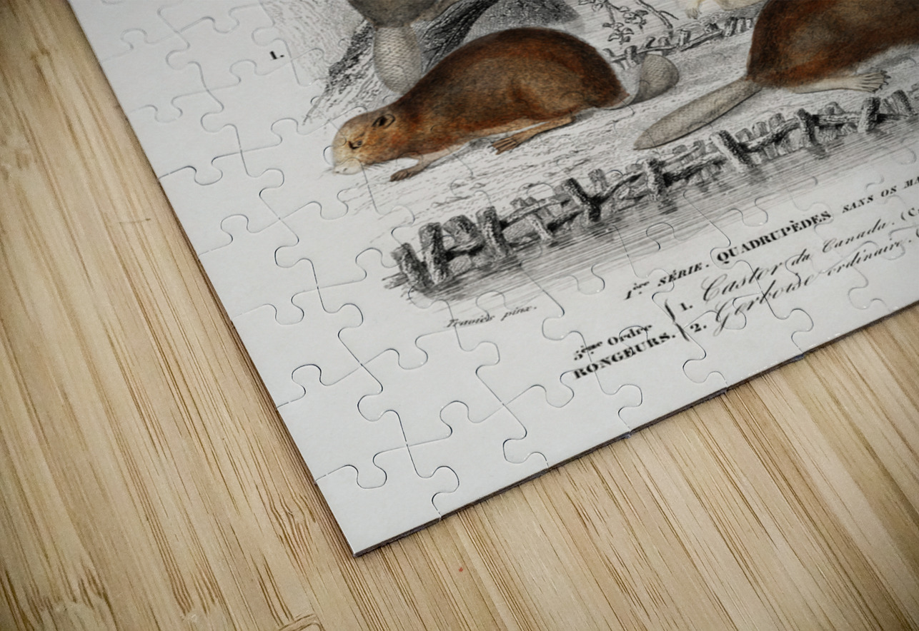 Beaver Castor and Jerboa Dipus IStockHistory com Puzzle