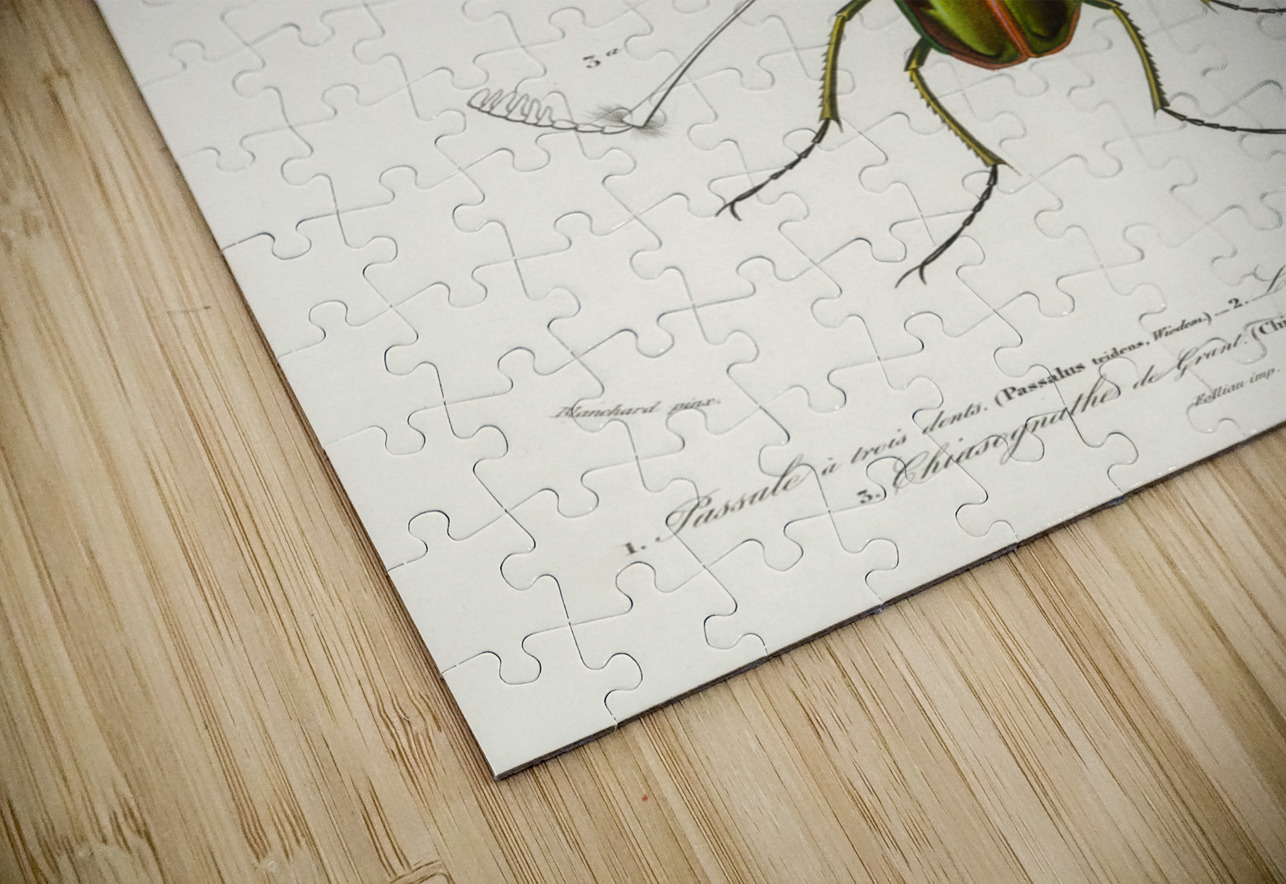 Different types of beetles IStockHistory com Puzzle