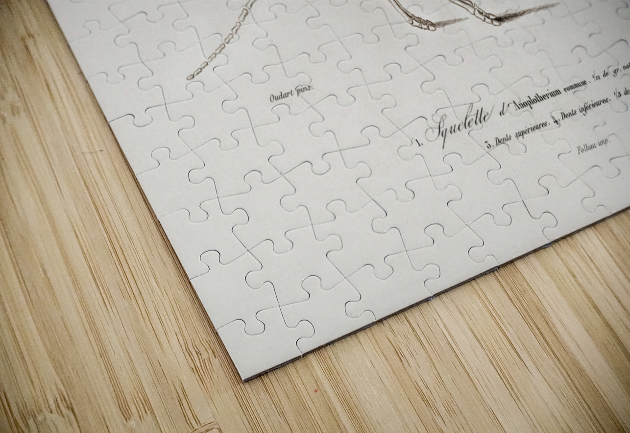 Ungulate Anoplotherium IStockHistory com Puzzle