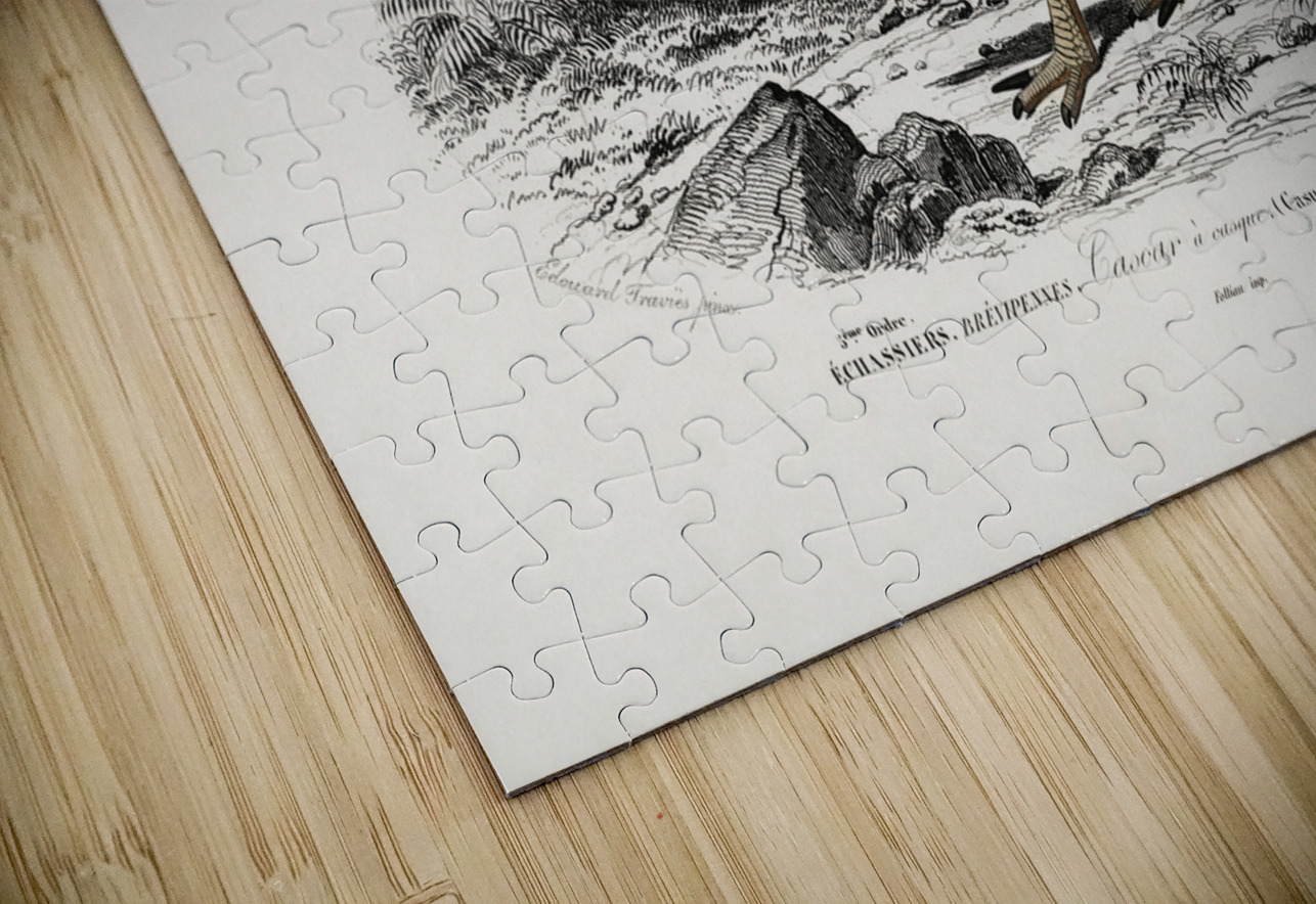 Casoar à casque bird IStockHistory com Puzzle