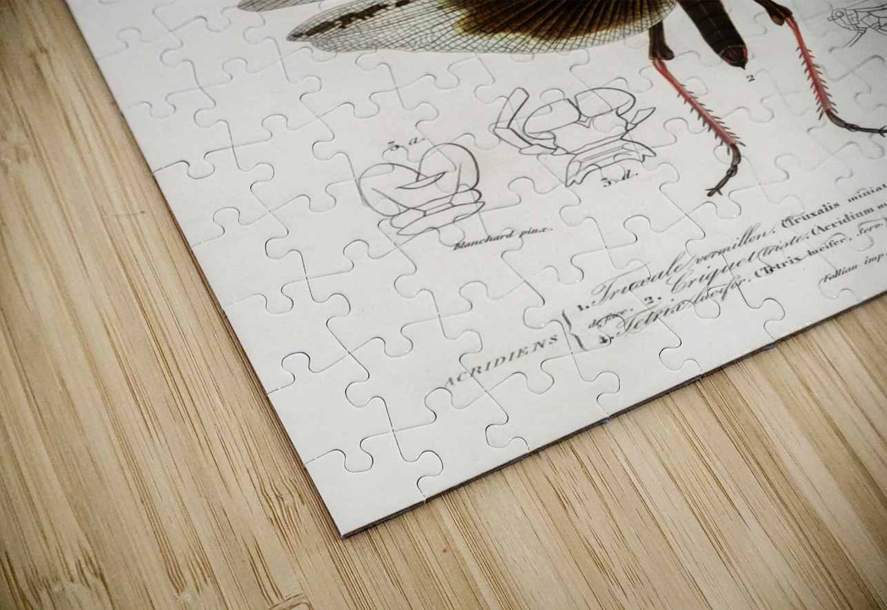 Different types of bugs IStockHistory com Puzzle