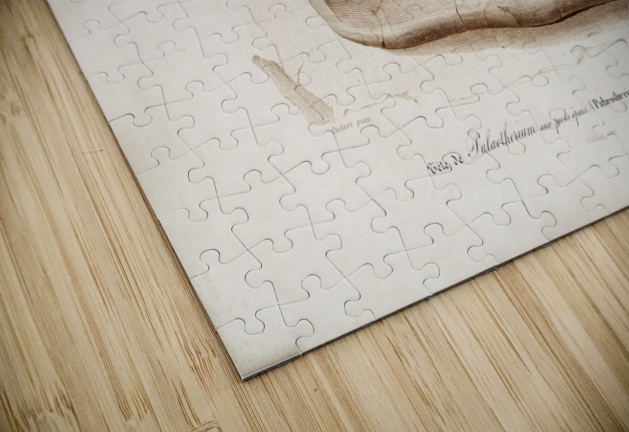 Odd-toed ungulate Palaeotherium IStockHistory com Puzzle