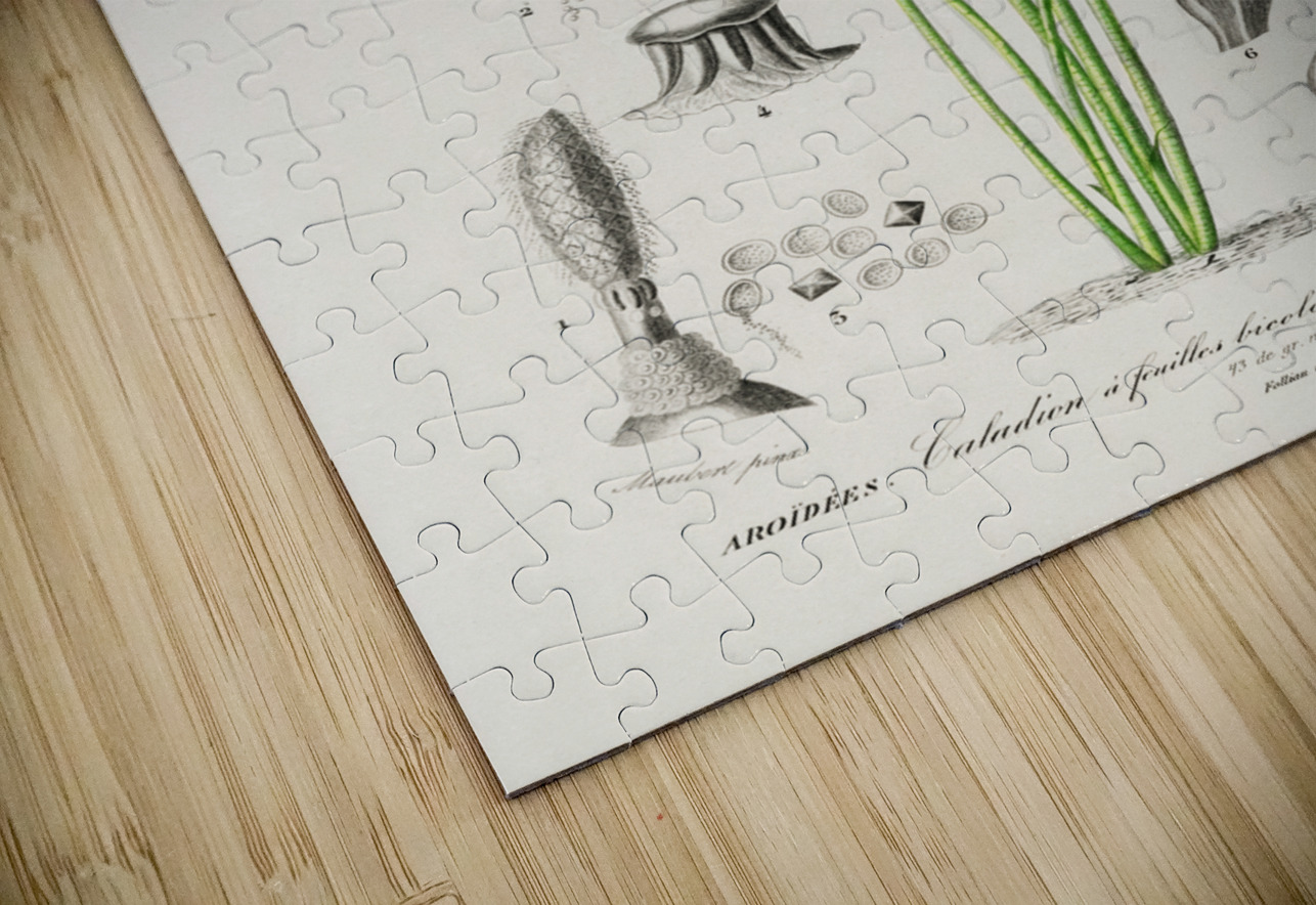 Elephant ear Caladium bicolor IStockHistory com Puzzle