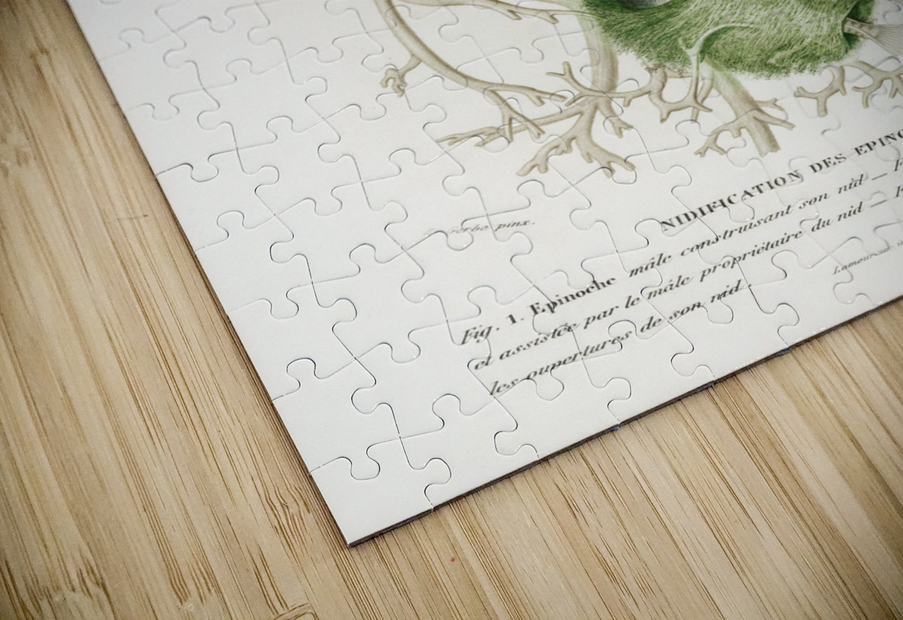 Gasterosteus Aculeatus IStockHistory com Puzzle