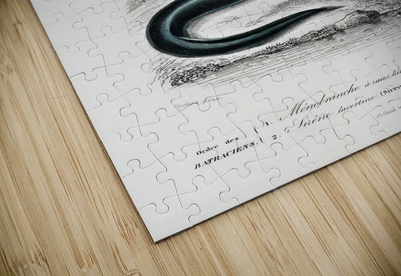 Mudpuppy Menabranchus lateralis and Greater siren Siren lacertina IStockHistory com Puzzle