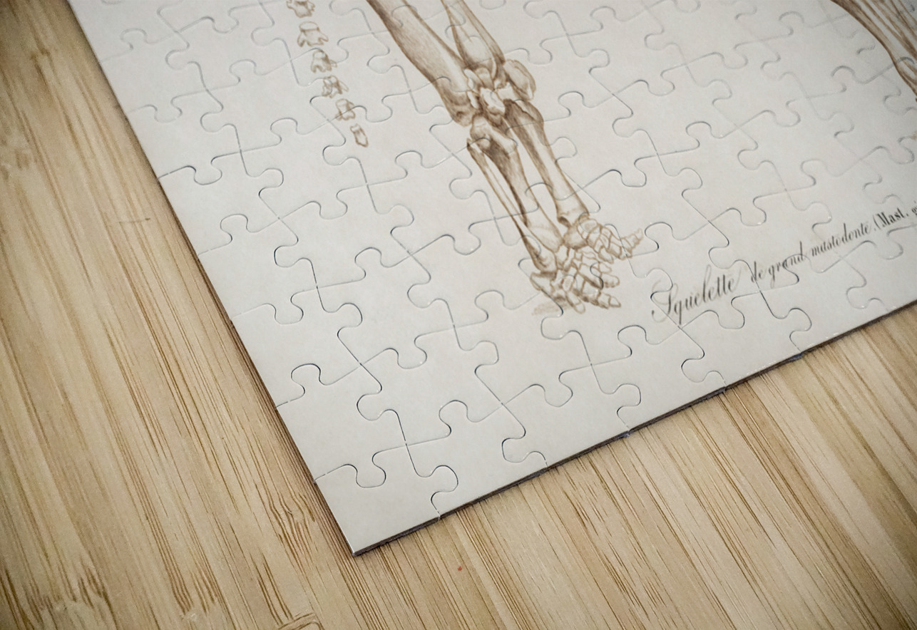 Mudpuppy Menabranchus lateralis and Greater siren Siren lacertina IStockHistory com Puzzle