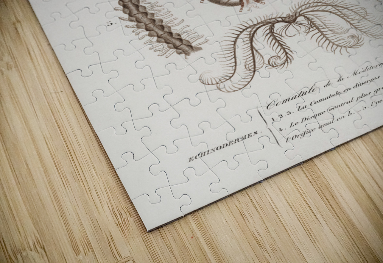 Comatula Mediterranea IStockHistory com Puzzle