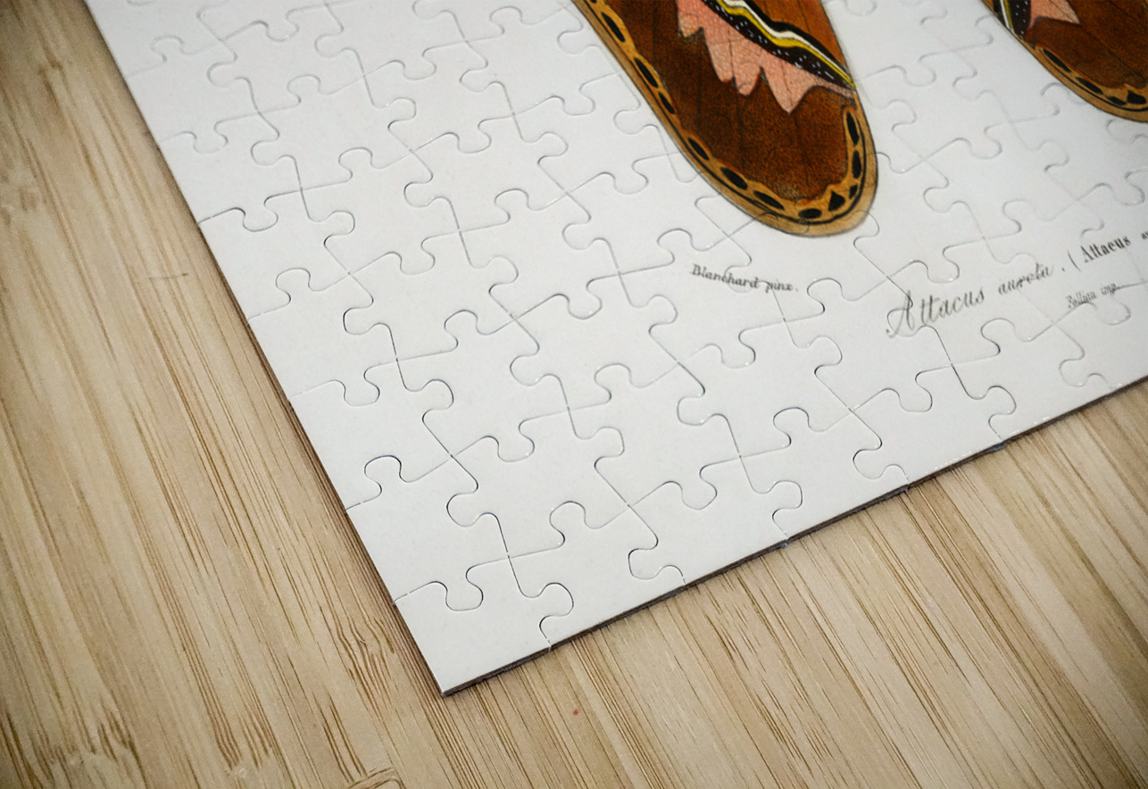 Attacus Atlas Moth Attacus Aurora IStockHistory com Puzzle