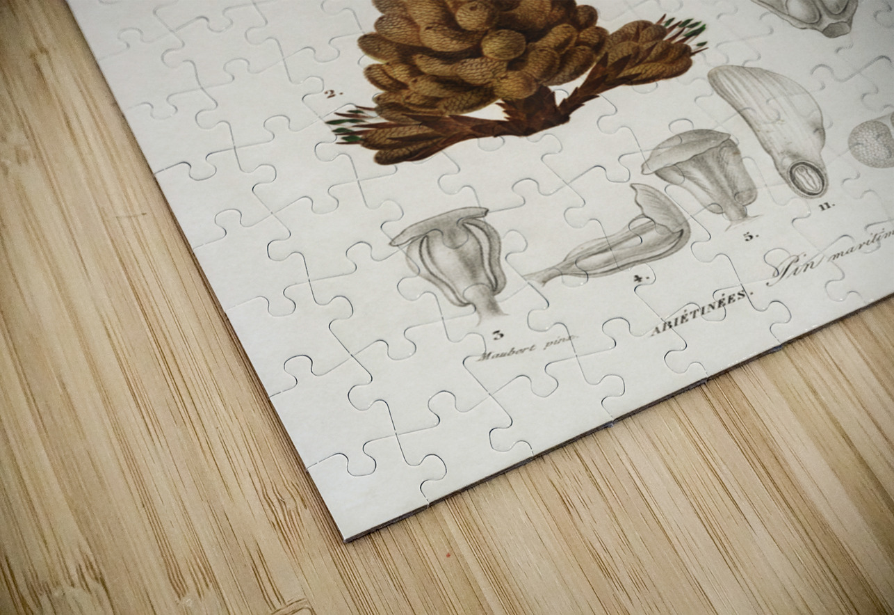 Martime pine Pinus maritima IStockHistory com Puzzle