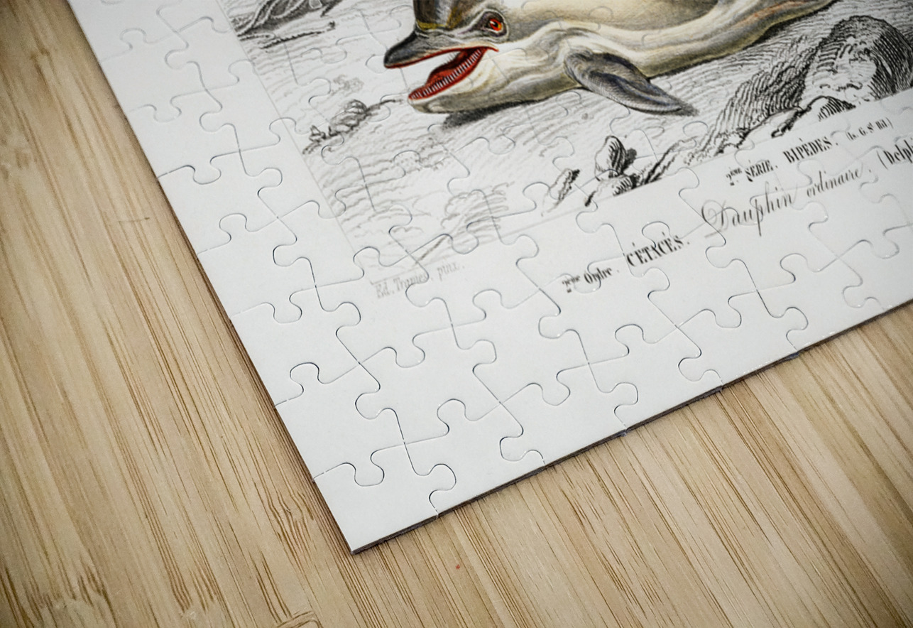 Delphinus delphis IStockHistory com Puzzle