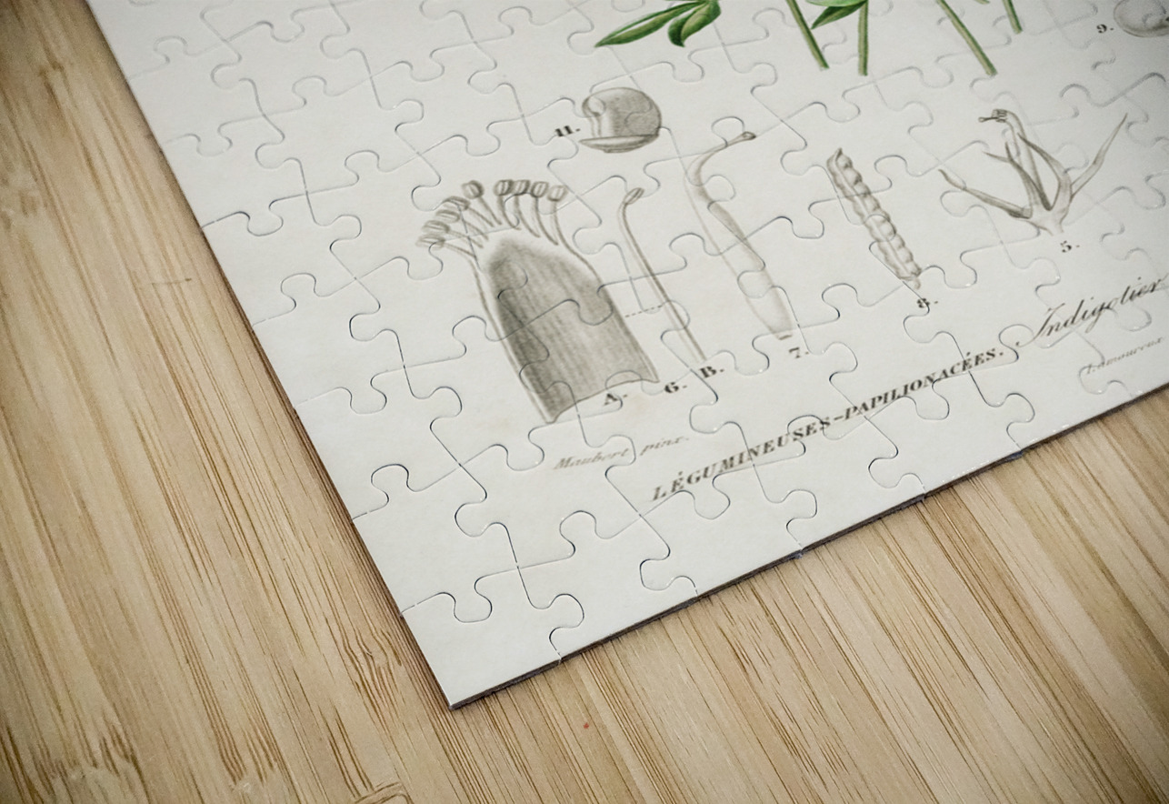 Indigofera procumbens IStockHistory com Puzzle