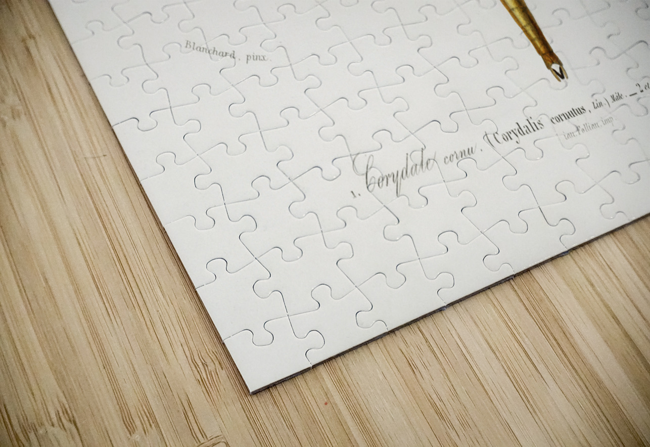 Eastern dobsonfly Corydalus cornutus IStockHistory com Puzzle