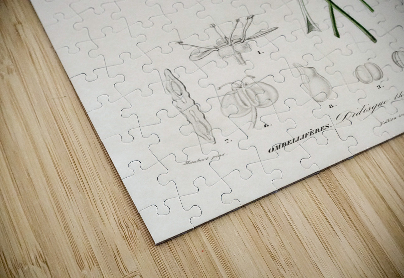 ictionnaire Universel D histoire Naturelle D Orbi 1694478892.938 IStockHistory com Puzzle