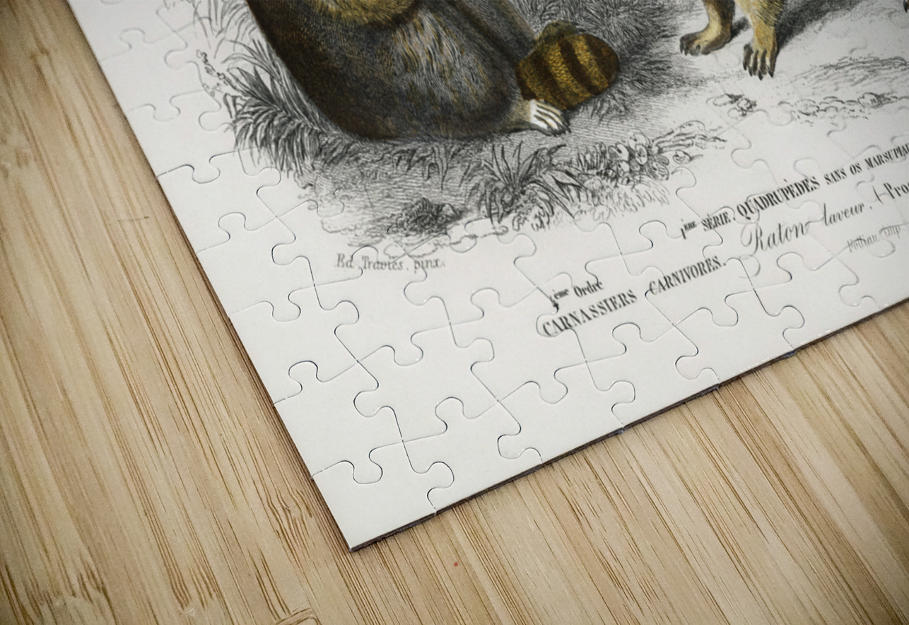 Raccoon Procyon lotor IStockHistory com Puzzle