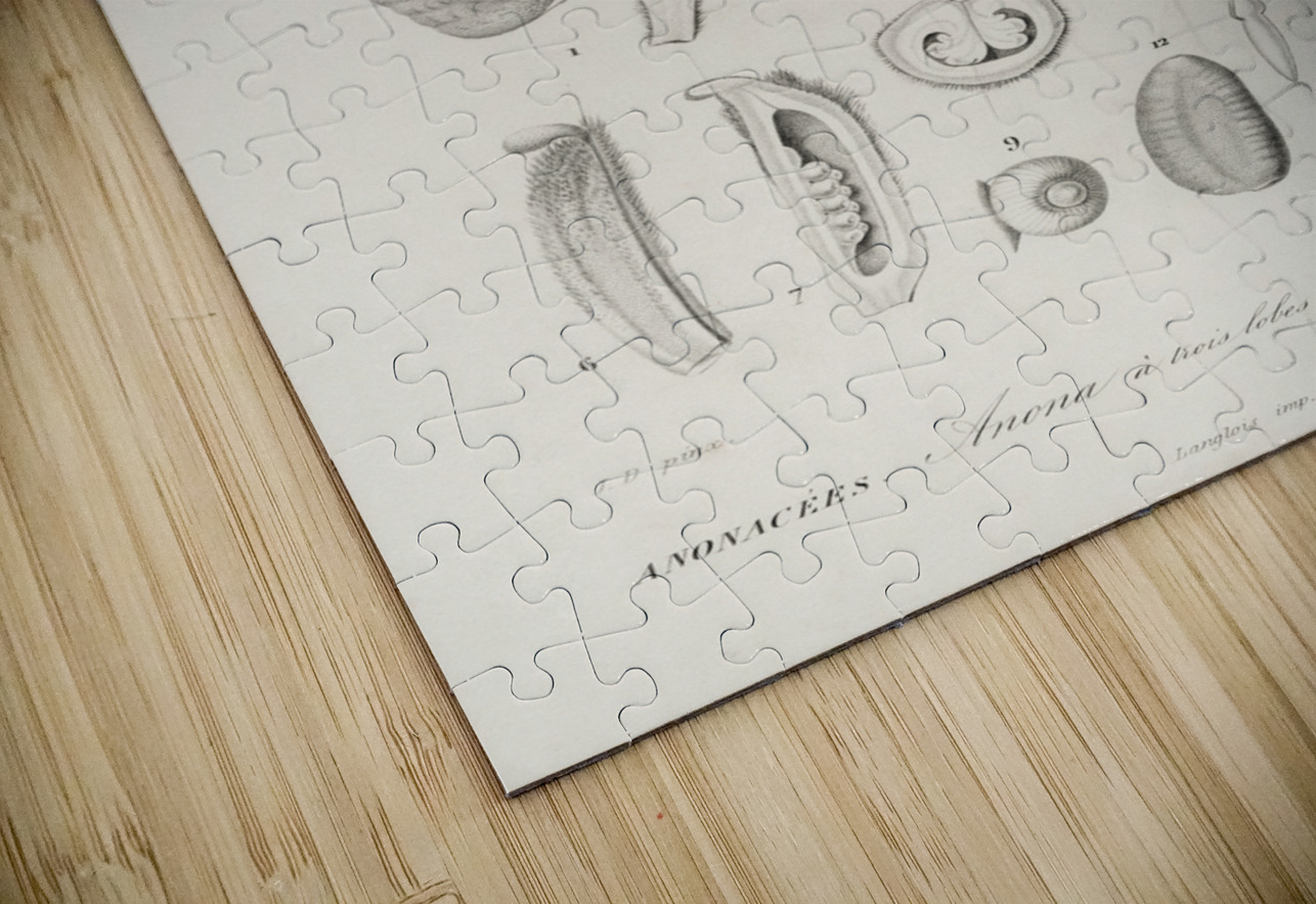 Asimina triloba IStockHistory com Puzzle