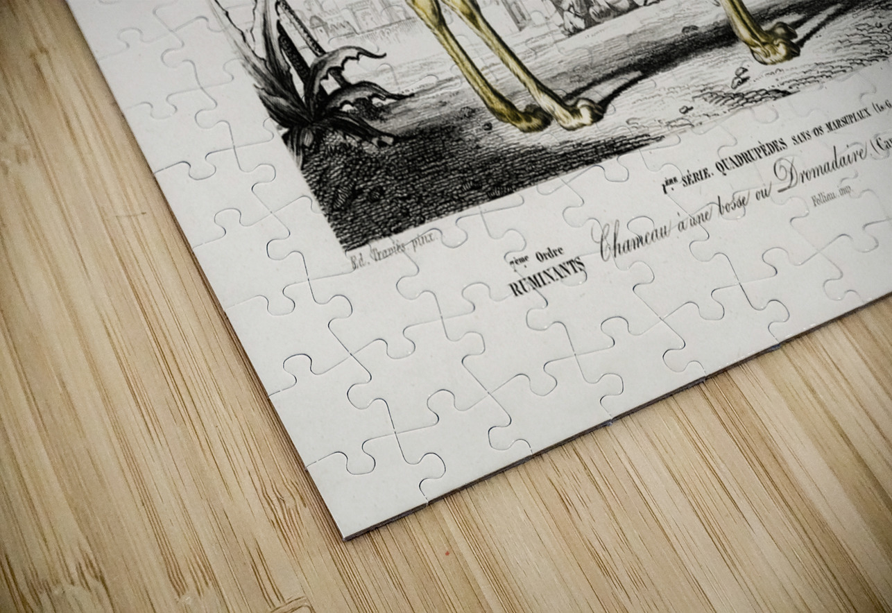 Camel Camelus IStockHistory com Puzzle