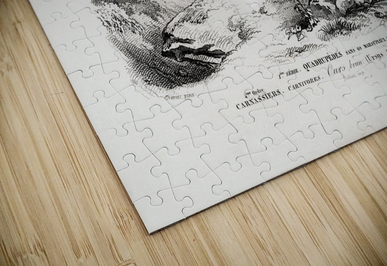 Brown Bear Ursus Arctos IStockHistory com Puzzle