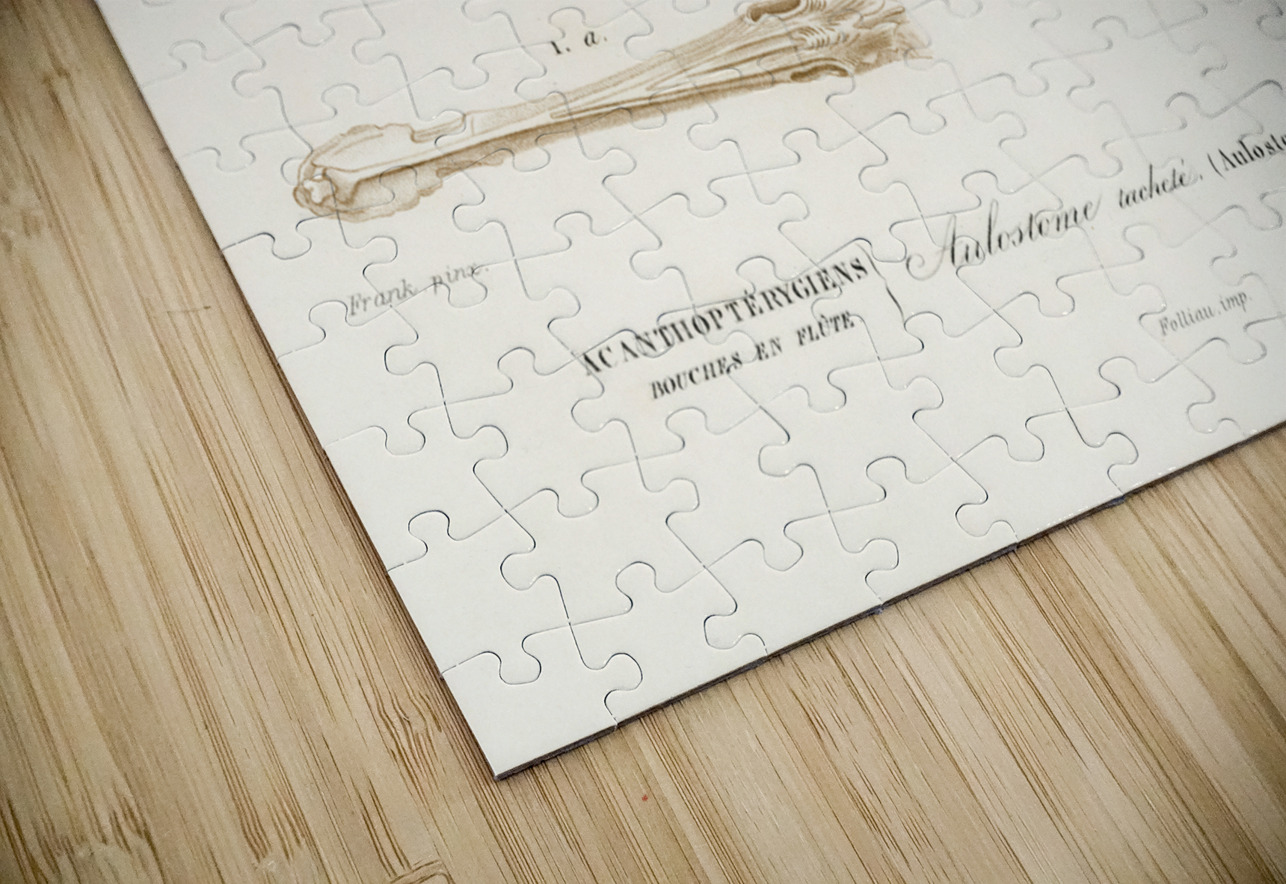 Aulostoma maculatum IStockHistory com Puzzle