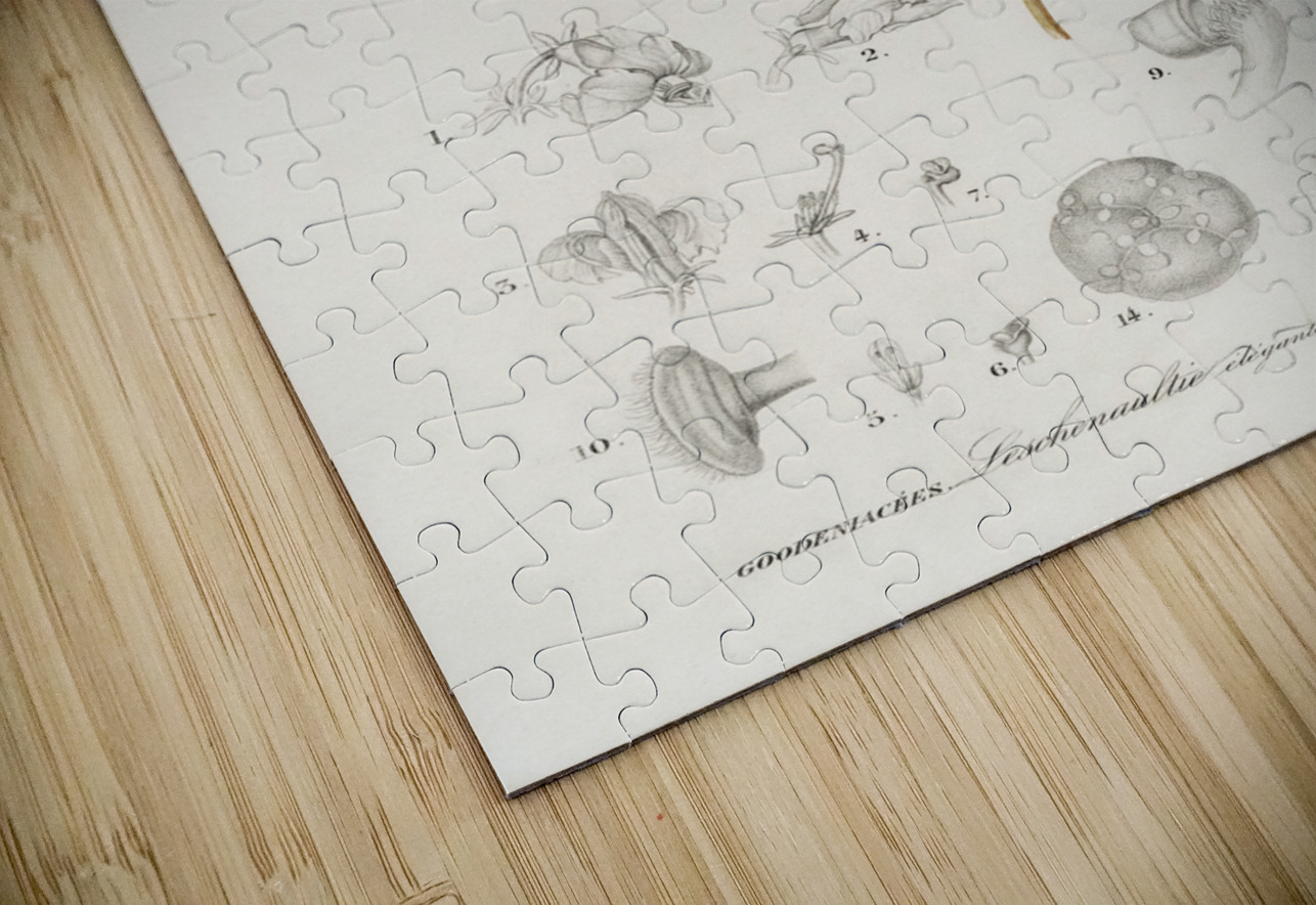 Red leschenaultia Lechenaultia formosa IStockHistory com Puzzle