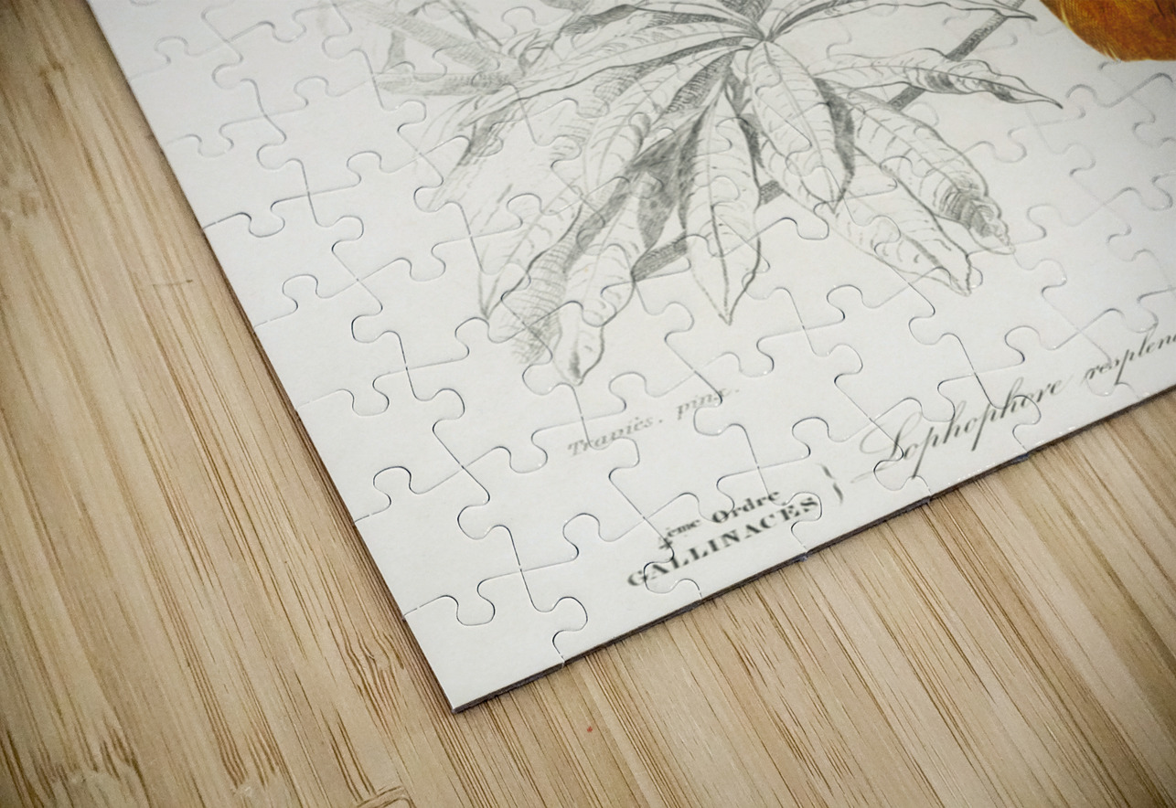 Himalayan monal Lophophorus refulgens IStockHistory com Puzzle