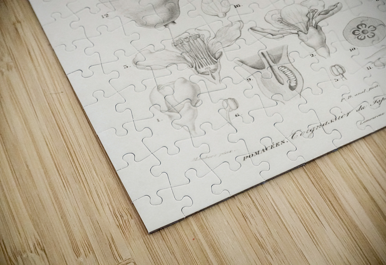 Maule&39s quince Cydonia japonica IStockHistory com Puzzle