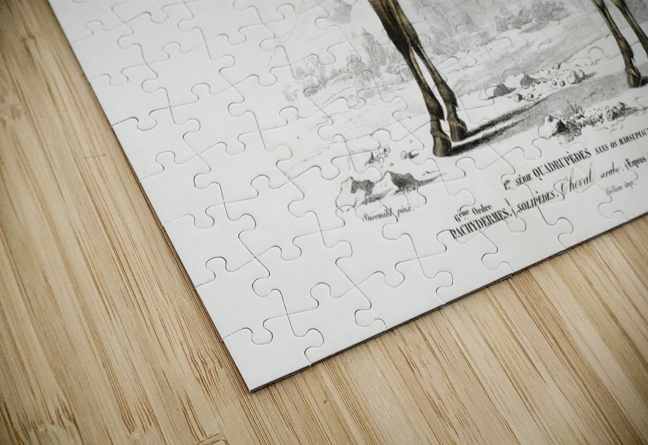 Horse Equus ferus caballus IStockHistory com Puzzle