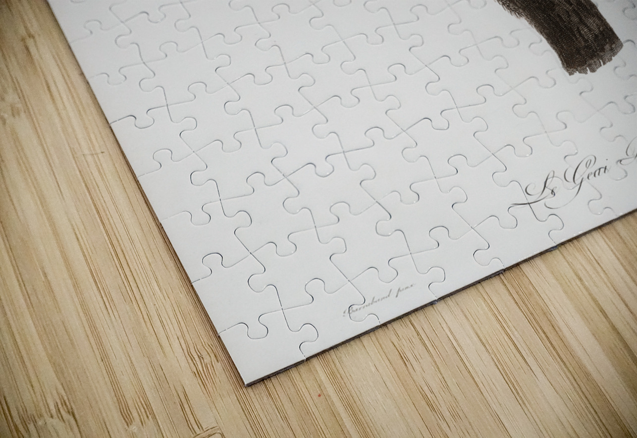 Blue Jay  IStockHistory com Puzzle