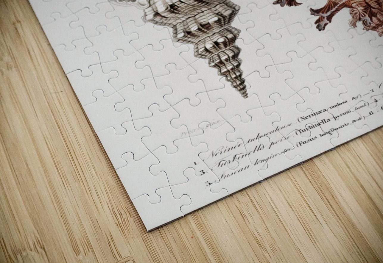 Different types of mollusks IStockHistory com Puzzle