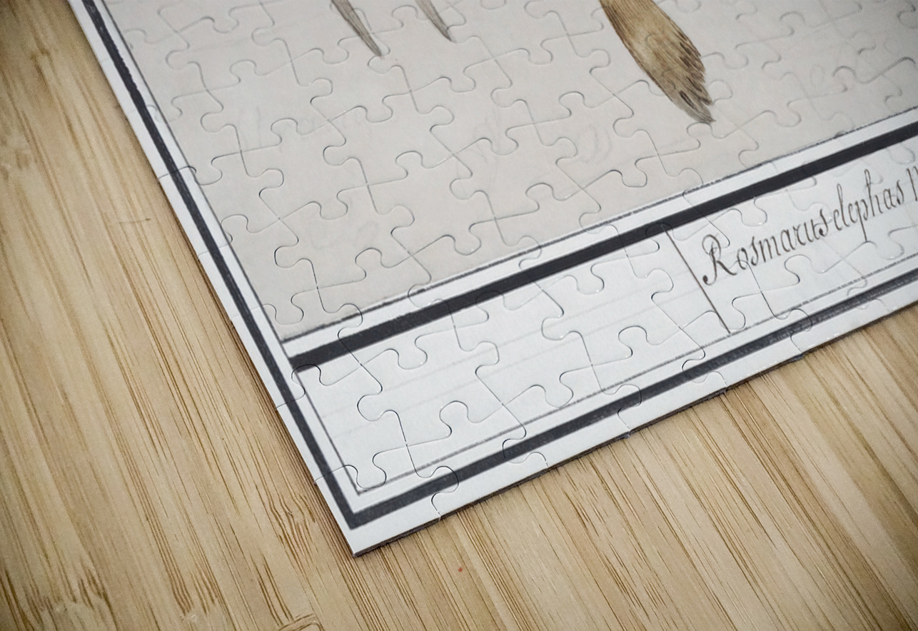 Walrus in vintage style IStockHistory com Puzzle