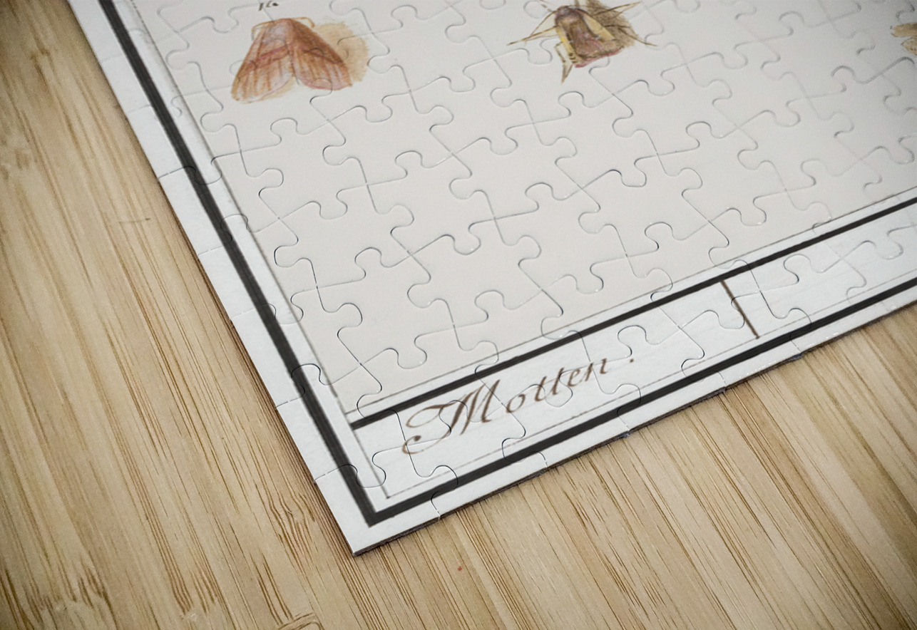 Butterflies and moths set IStockHistory com Puzzle