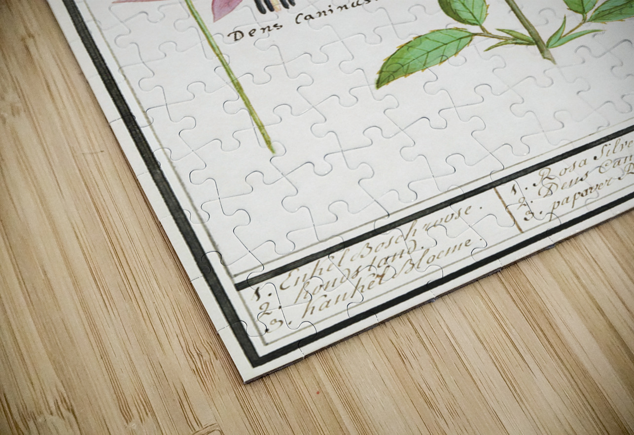 Dogstand flower wild rose and papaver IStockHistory com Puzzle