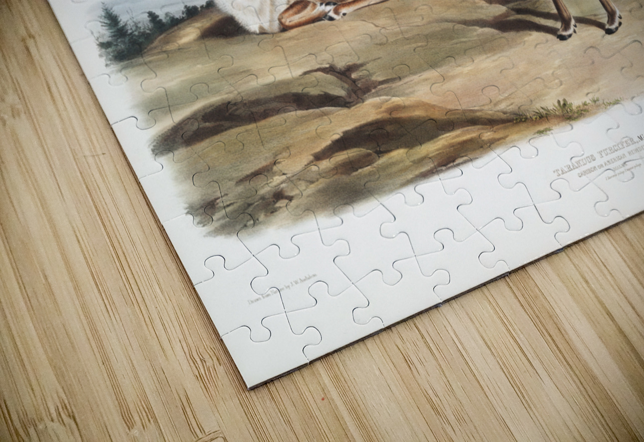 Caribou or American Rein Deer Tarandus furcifer  IStockHistory com Puzzle