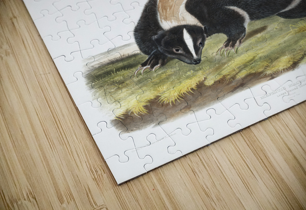 Large-tailed Skunk Mephitis macroura  IStockHistory com Puzzle