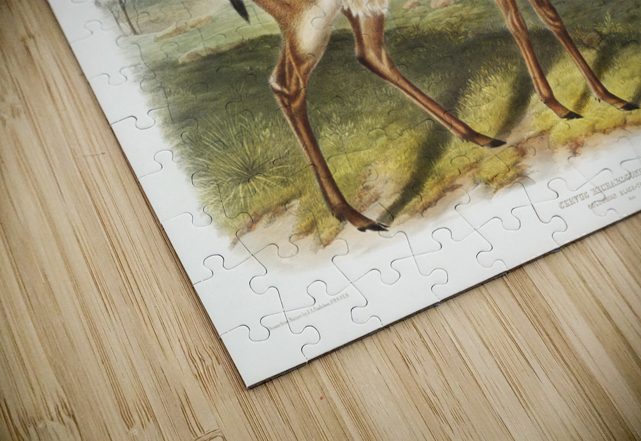 Columbian Black-tailed Deer Cervus Richardsonii  IStockHistory com Puzzle