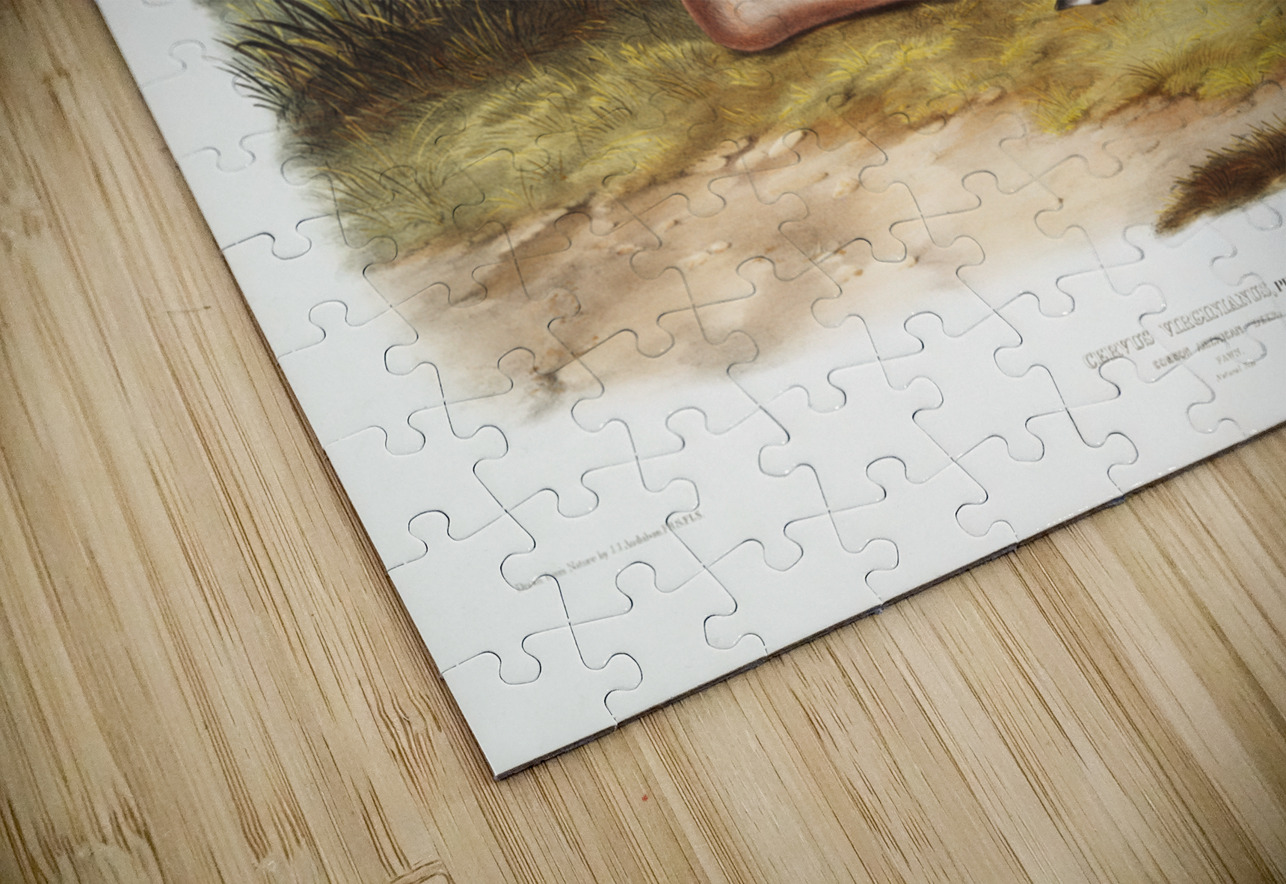 Columbian Black-tailed Deer Cervus Richardsonii  IStockHistory com Puzzle