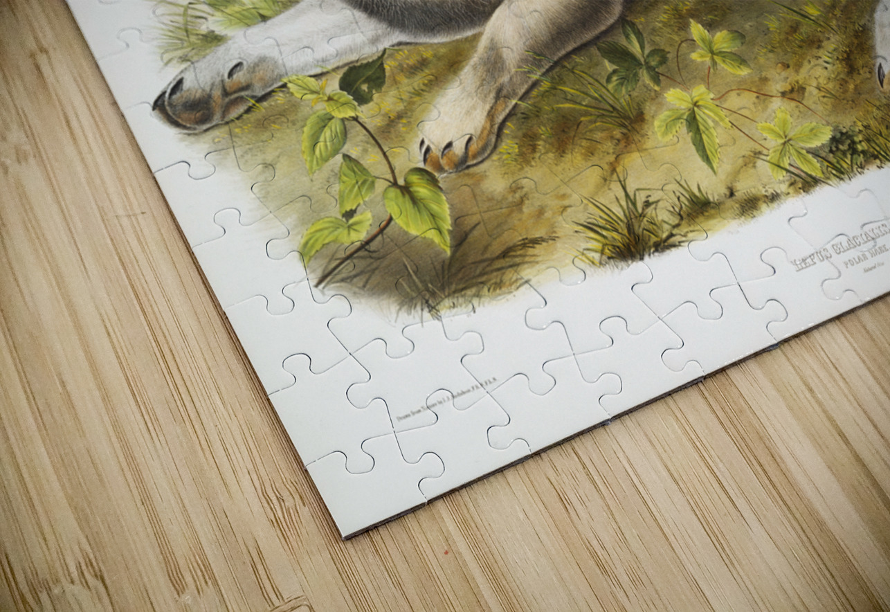 Polar Hare Lepus glacialis  IStockHistory com Puzzle