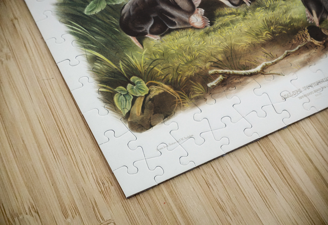 Shrew Mole Scalops Townsendii  IStockHistory com Puzzle