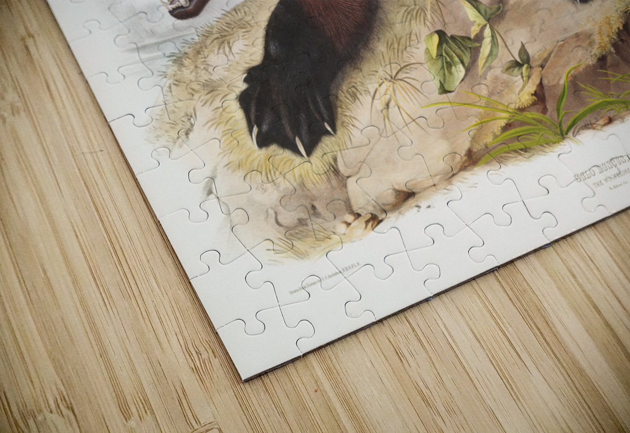 Wolverine Gulo luscus  IStockHistory com Puzzle