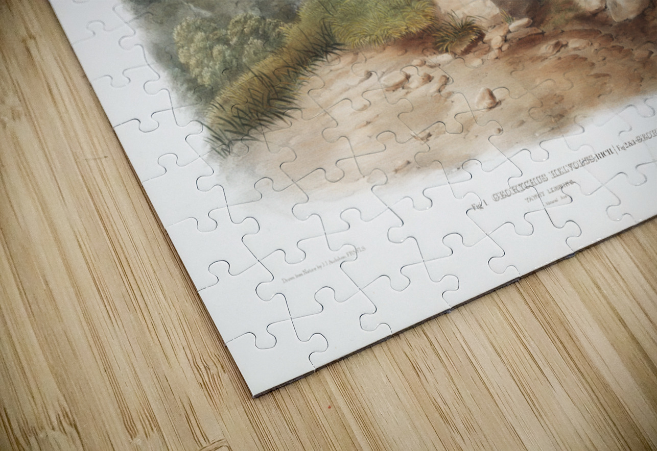 Tawny Lemming Georychus helvolus  IStockHistory com Puzzle