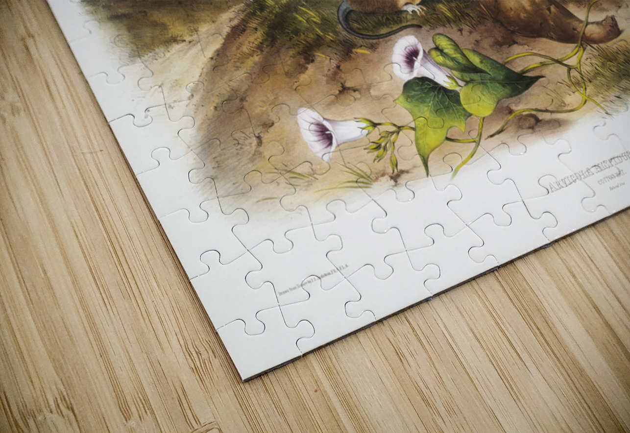 Cotton Rat Arvicola hispidus  IStockHistory com Puzzle