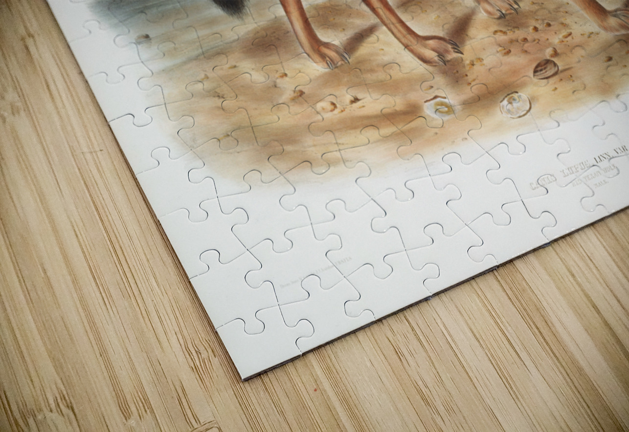 Red Texan Wolf Canis lupus  IStockHistory com Puzzle