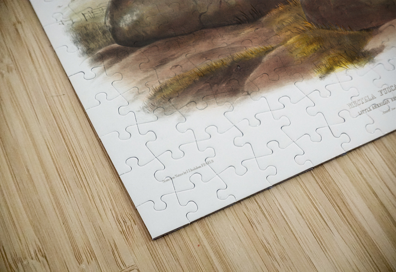 Little American Brown Weasel Mustela fusca  IStockHistory com Puzzle