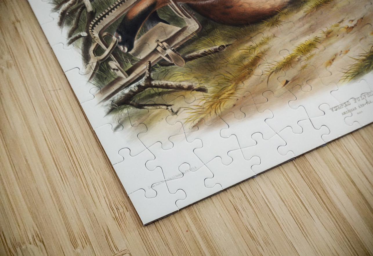 American Red-Fox Vulpes Fulvus  IStockHistory com Puzzle