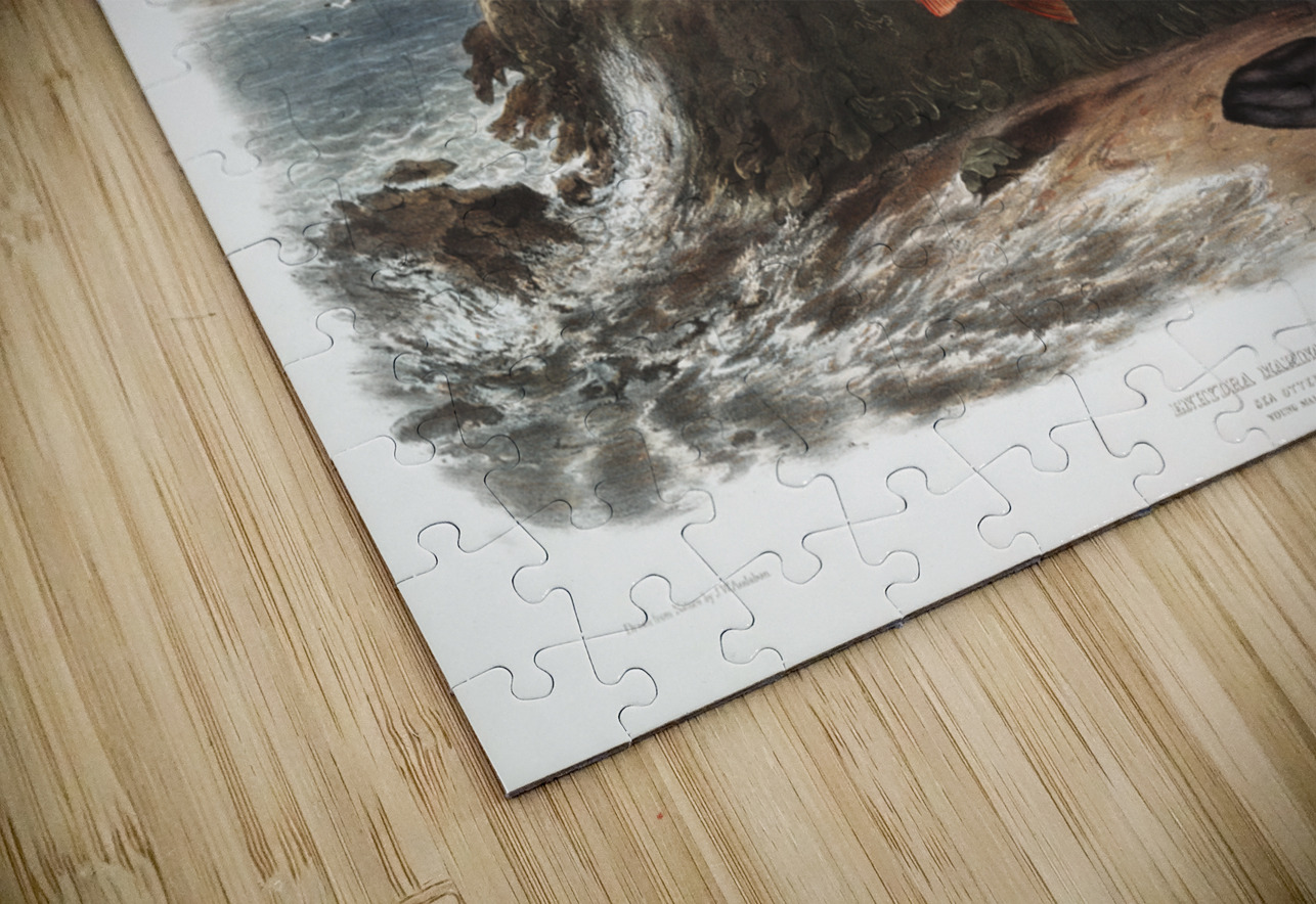 Sea Otter Enhydra marina  IStockHistory com Puzzle