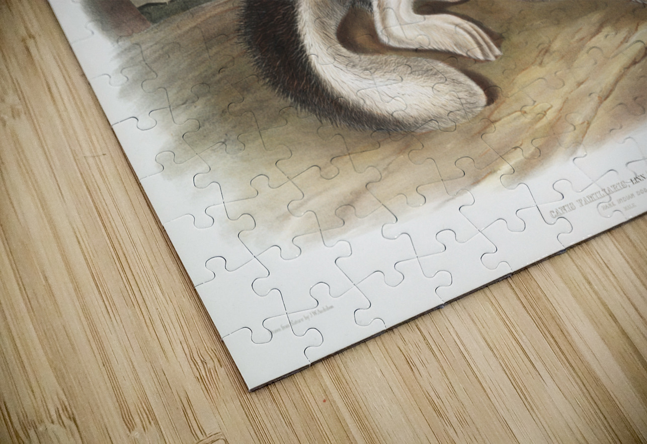 Hare-Indian Dog Canis familiaris  IStockHistory com Puzzle