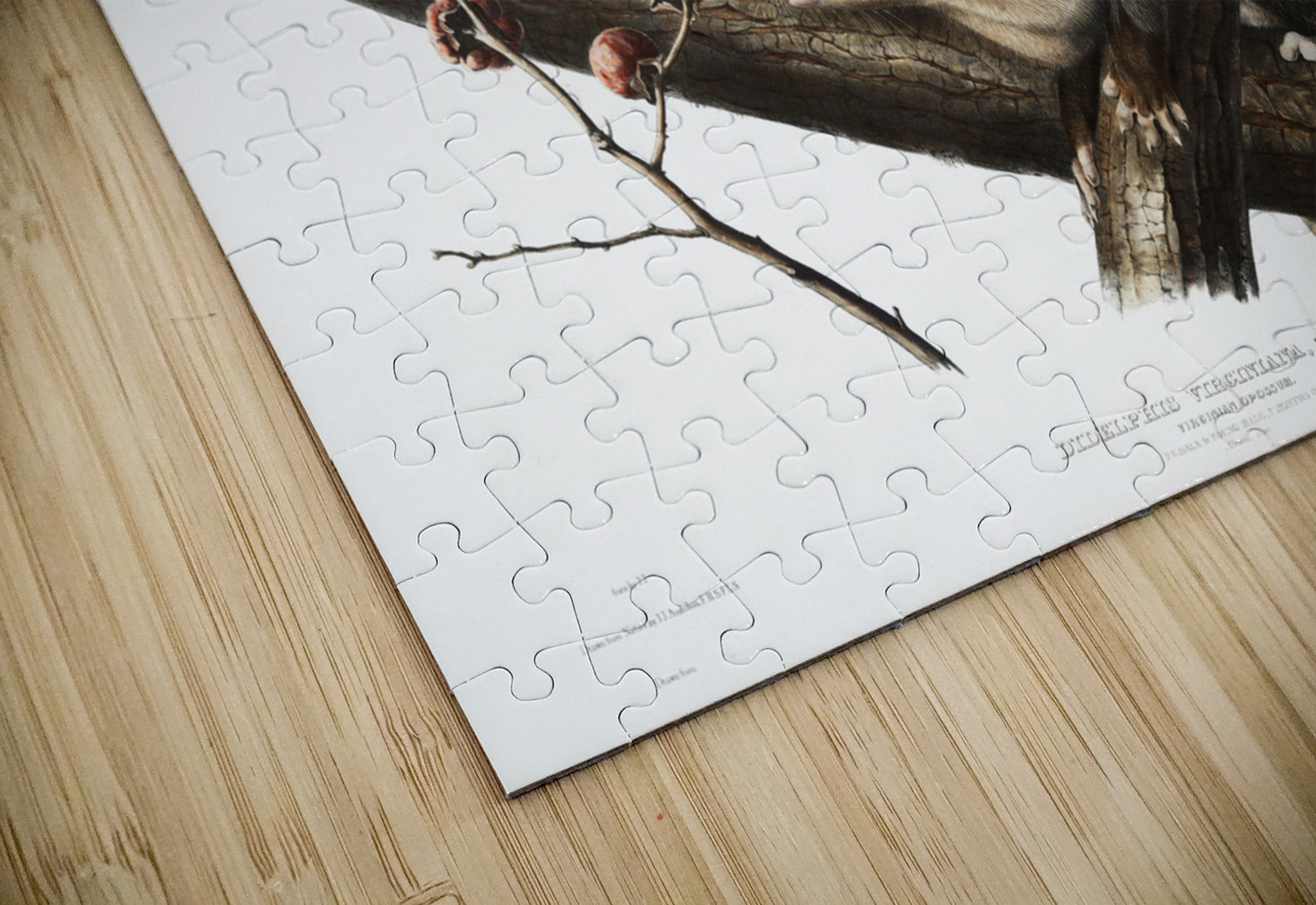 Virginian Opossum Didelphis Virginiana  IStockHistory com Puzzle