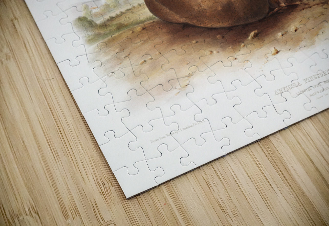 Lecontes Pine Mouse Arvocola pinetorum  IStockHistory com Puzzle