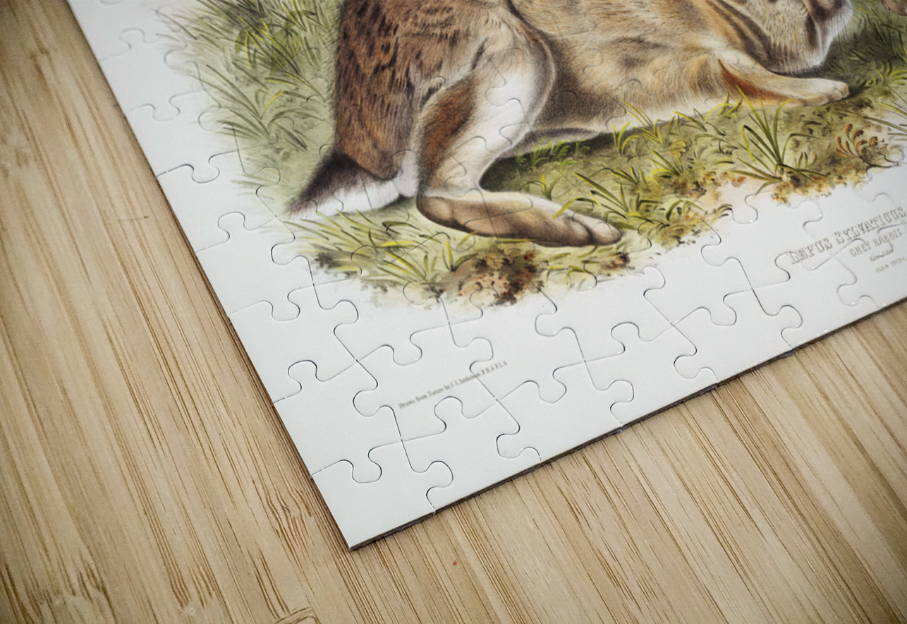 Grey Rabbit Lepus Sylvaticus  IStockHistory com Puzzle